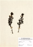 藏品(馬先蒿草)的圖片